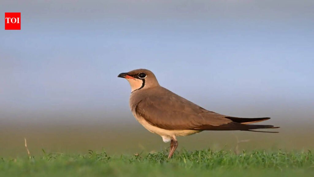 Massive nesting activity in Bhigwan draws photographers, birdwatchers this summer | Pune News
