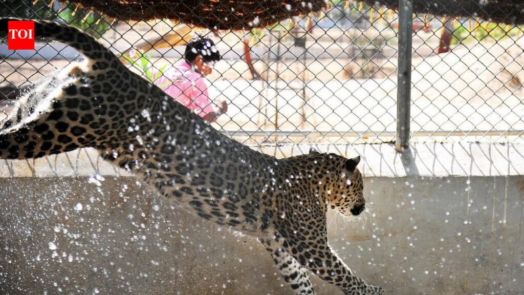 Watermelon sugar high: Indroda big cats, birds shift to juicy diet to beat the heat | Ahmedabad News
