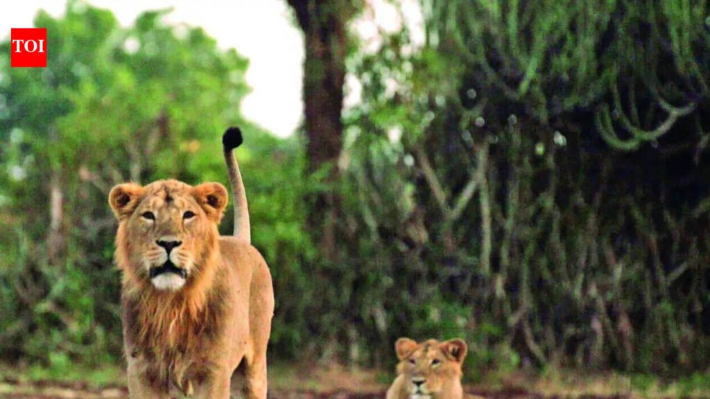 13 Lion deaths: CDV-Babesia combined infection behind fatalities? | Ahmedabad News