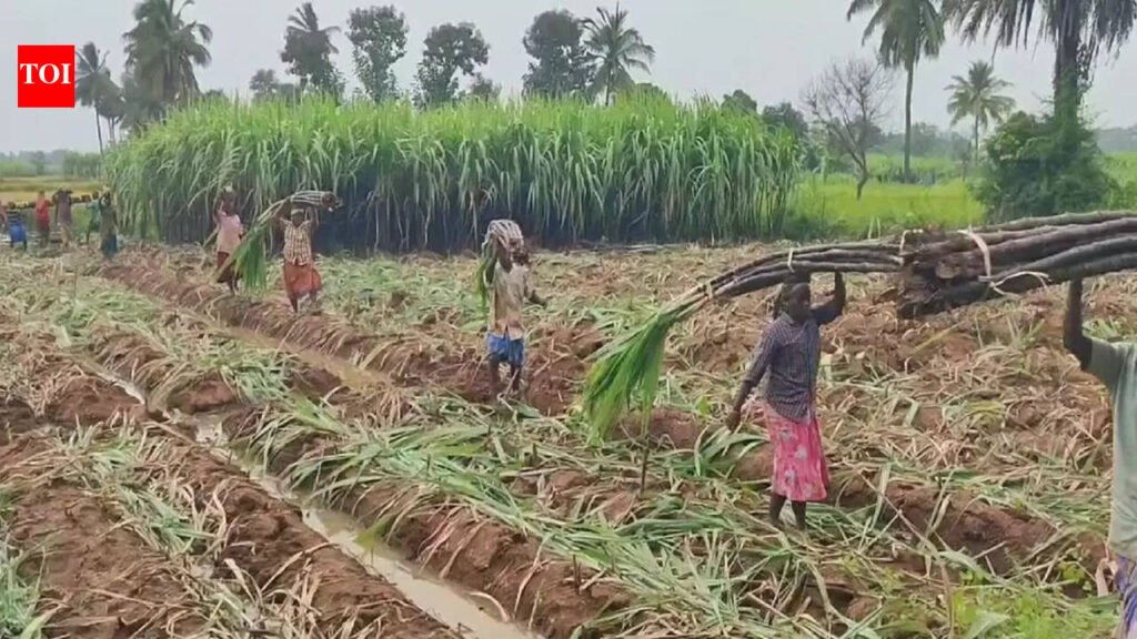 Centre withdraws draft Sugarcane Control Order after pushback from khandsari units, farmers