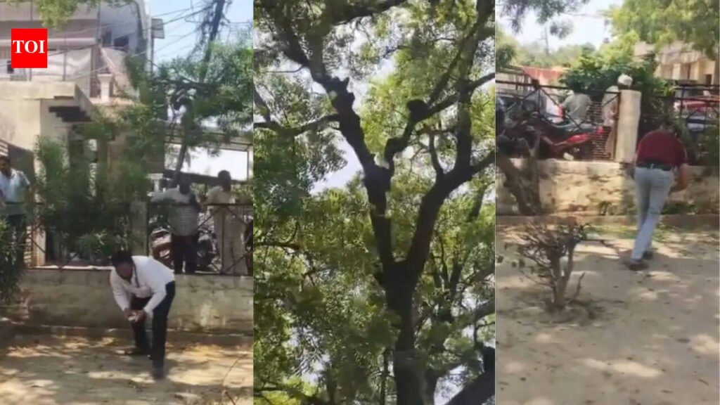 Watch: Monkey snatches Rs 2 lakh cash bag at UP court, throws notes from tree | Delhi News