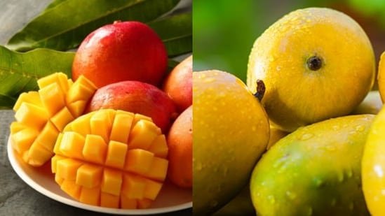 Alphonso Vs Kesar Mango Nutrition Faceoff: Comparing Fiber Antioxidants And More For Smart Summer Choices