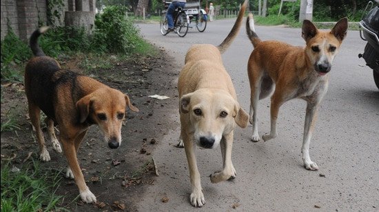 Complaints seeking action against aggressive stray dogs spike after SC order