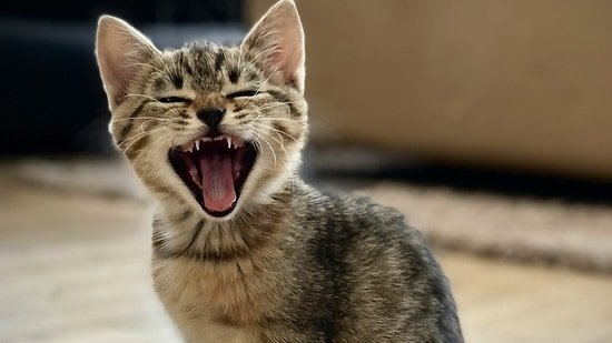 Does your cat’s skin have a yellowish tinge? Veterinarian explains why you should treat it as a medical emergency