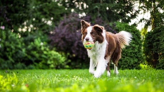 Is your dog 5 years or older? Veterinarian shares 5 steps to protect your fur baby’s joints from arthritis