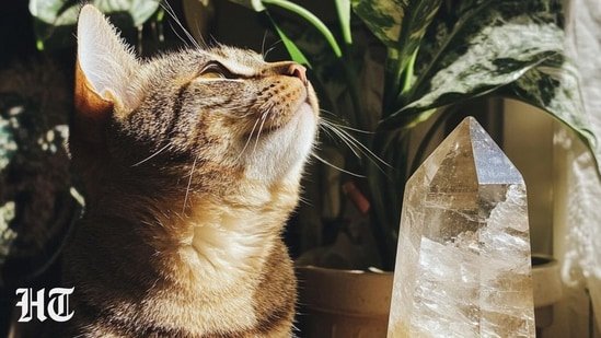 Does your pet get anxious when you leave them? These 5 crystals can help with pet separation anxiety