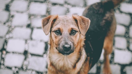 How to help stray animals stay safe during summer heatwaves? Vet shares 3 simple tips
