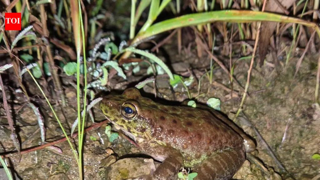 Amolops Kamal: New frog species discovered in Nagaland | Guwahati News