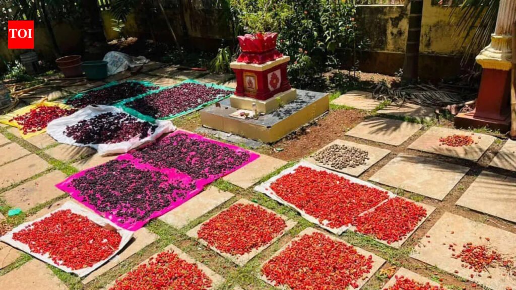 Chilli farmers in Pernem celebrate harvest amid challenges | Goa News