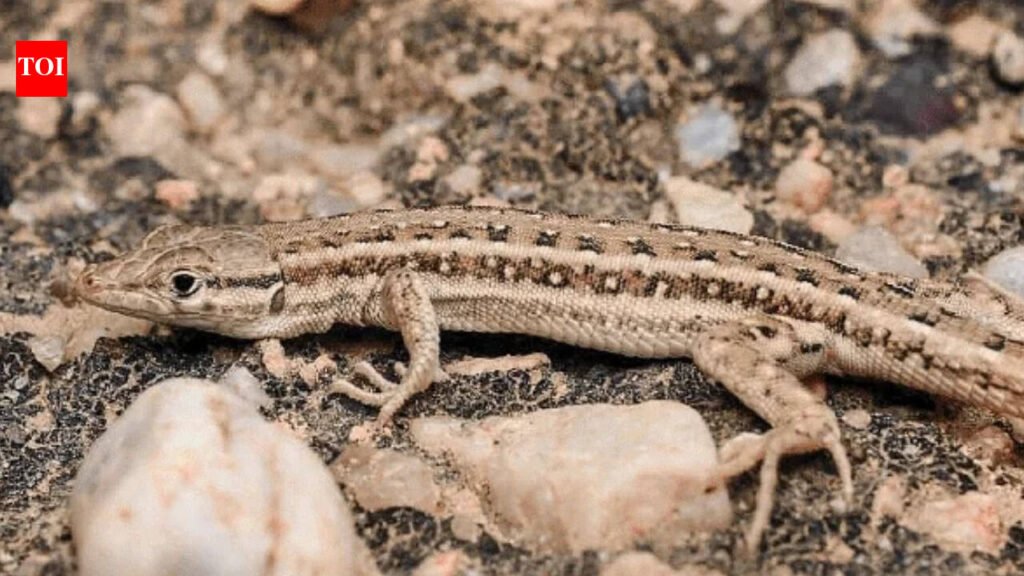 New lizard species found in Rajasthan, Mesalina’s first record in India | Jaipur News