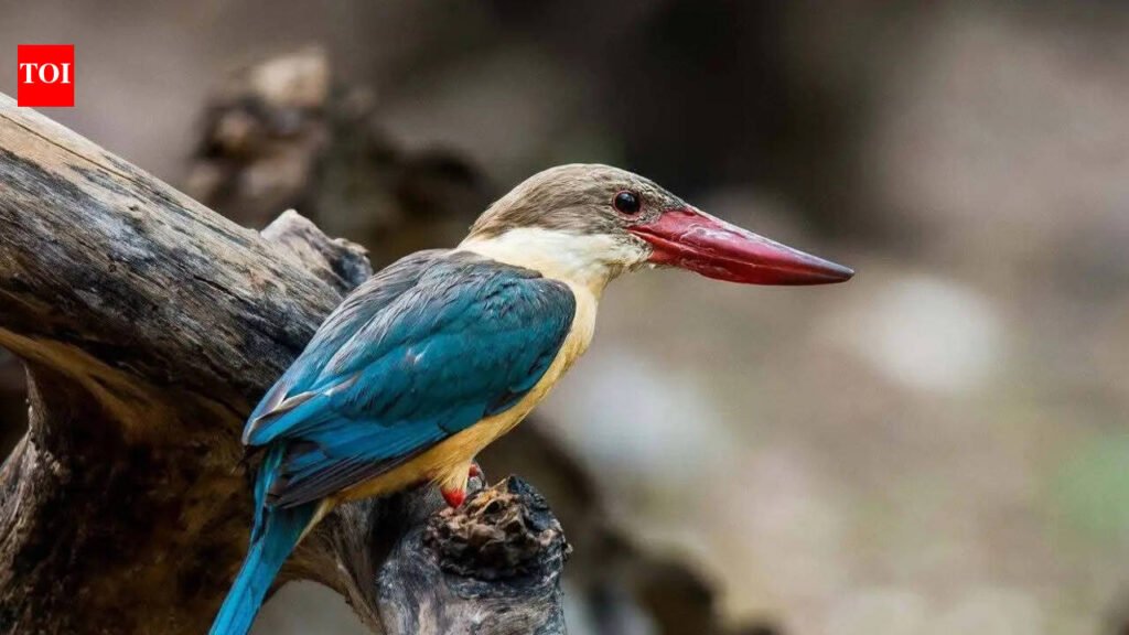 Mangrove jewel Bhitarkanika hosts 7 species of kingfishers | Bhubaneswar News