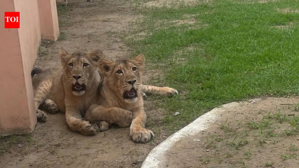 Birthday of Lionesses Aashi and Jaya celebrated at Safari Park | Kanpur News