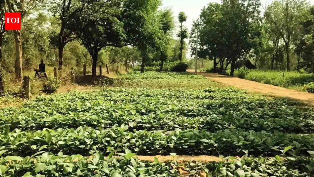 Over 39K saplings to be planted along Ganga e-way and rivers | Prayagraj News