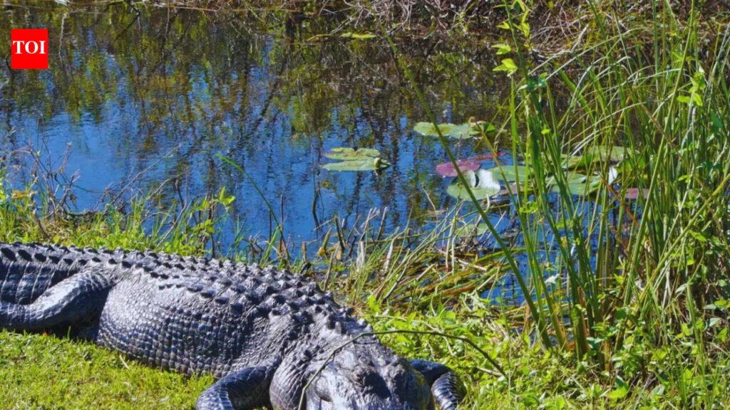 5 national parks in the USA perfect for wildlife lovers and the best time to visit them
