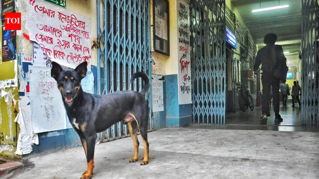 205 write to JU VC for dog feed zones, shelter revamp, vax funds | Kolkata News