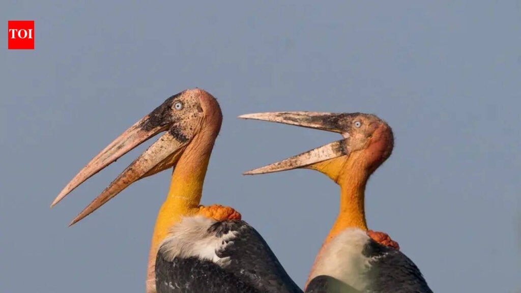 Kaziranga emerges avian hotspot, hosts 45% of India’s raptors, 6 of 8 stork species | Guwahati News