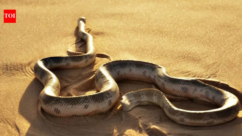 World’s 7 deadliest desert Snakes you pray never cross paths with