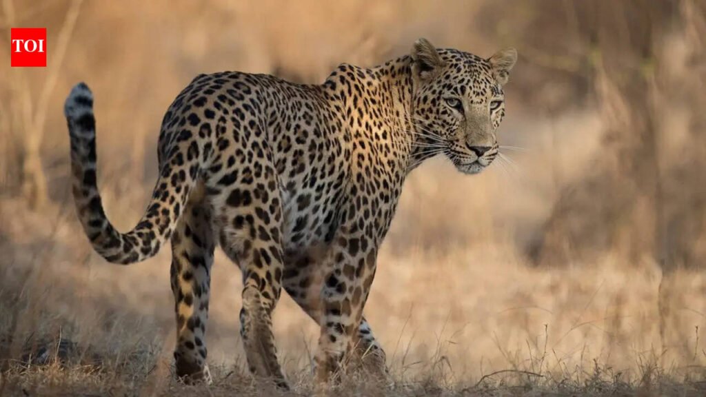 UP elderly woman injured in leopard attack | Lucknow News