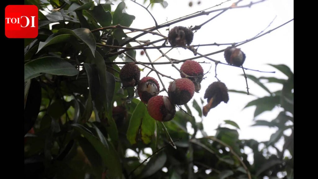 Bihar’s famed Shahi litchi faces 70% crop loss due to climate change; Farmers struggle amid pest infestations and erratic weather | Patna News