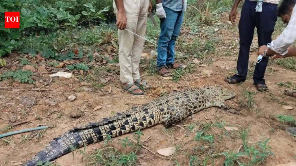 Carcass of saltwater crocodile found in Bhitarkanika | Bhubaneswar News