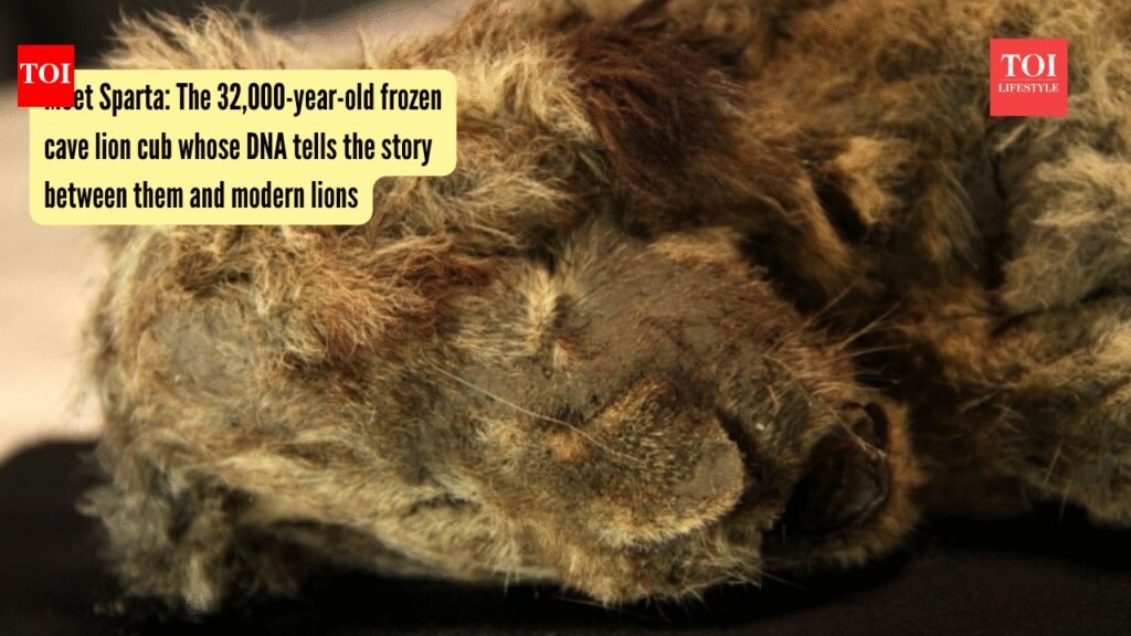 Meet Sparta: The 32,000-year-old frozen cave lion cub whose DNA tells the story between them and modern lions |