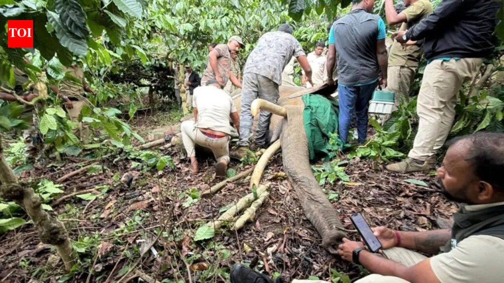 Foresters continue to look for killer elephant in Kodagu | Mysuru News