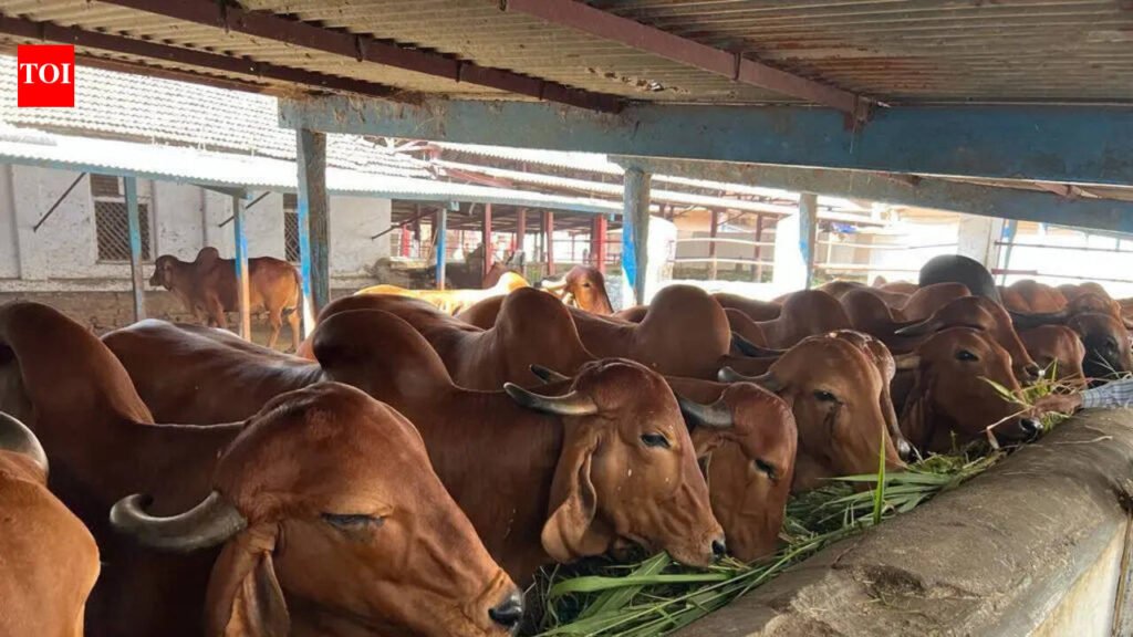 Vet varsity’s guide to keeping cattle cool | Ludhiana News