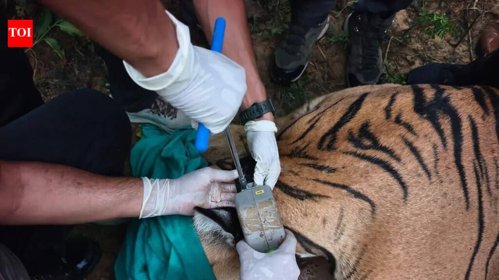 A major milestone in Raj tiger rewilding | Jaipur News