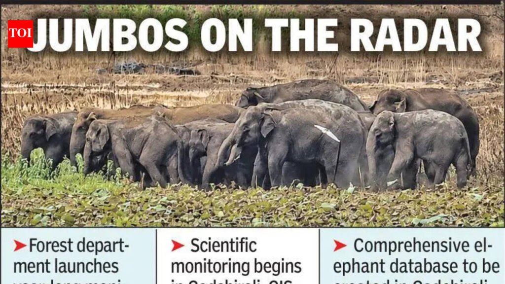 Forest dept plans data-driven elephant tracking to reduce conflict in Vidarbha | Nagpur News