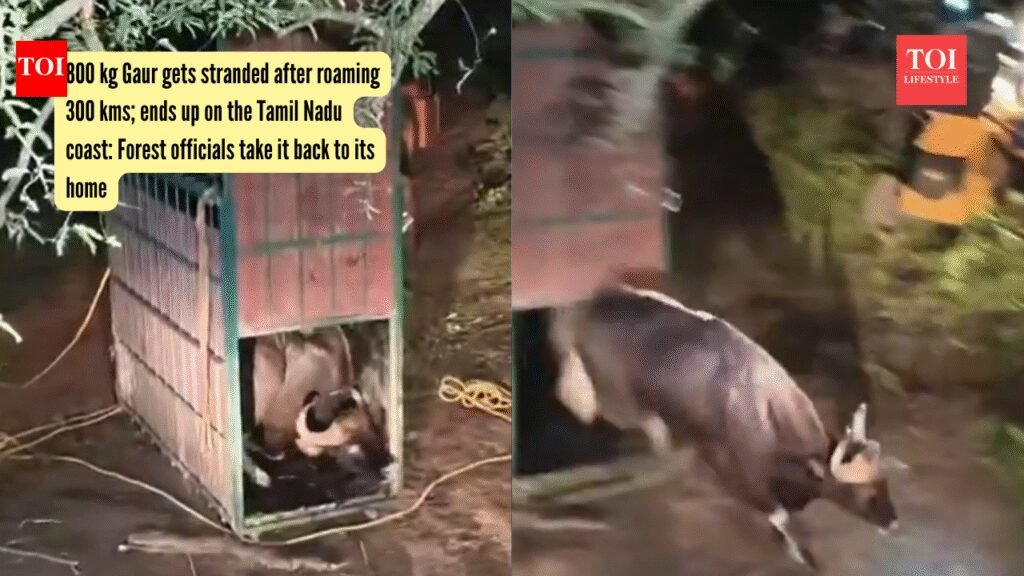 Wild Gaur gets stranded after roaming 300 kms; ends up on the Tamil Nadu coast: Forest officials take it back to its home |