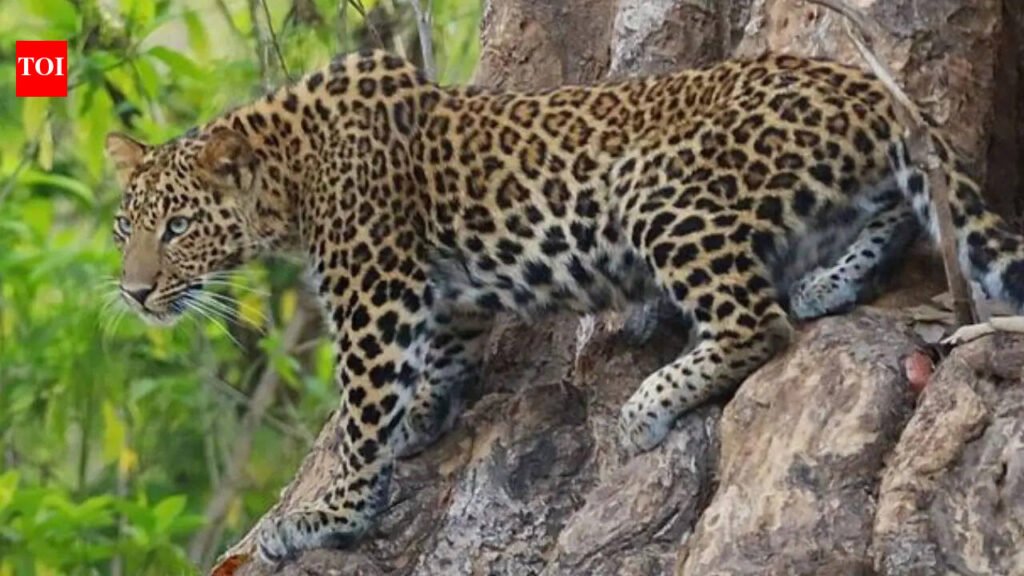9-year-old girl killed after leopard drags her while sleeping in UP’s Bahraich | Lucknow News