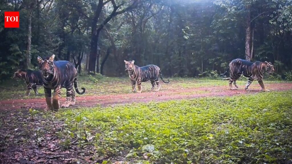Rise in Similipal tiger count to spur dispersion of males | Bhubaneswar News