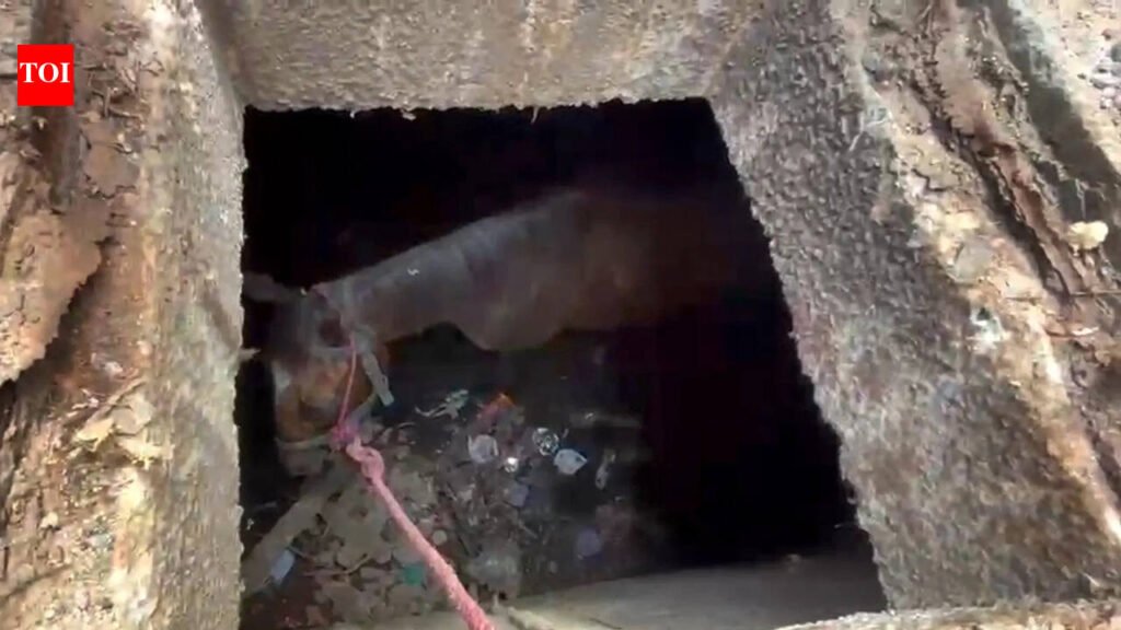 Horse plunges into 6-feet deep stormwater drain | Vadodara News