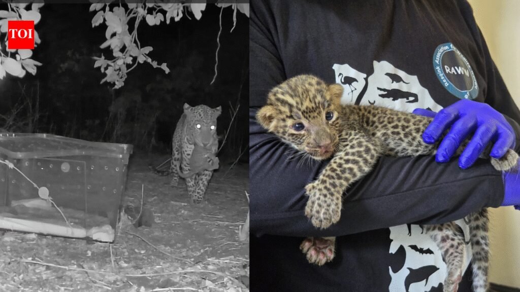 Abandoned Leopard cub in Thane reunited with mother after 72 hour operation | Thane News