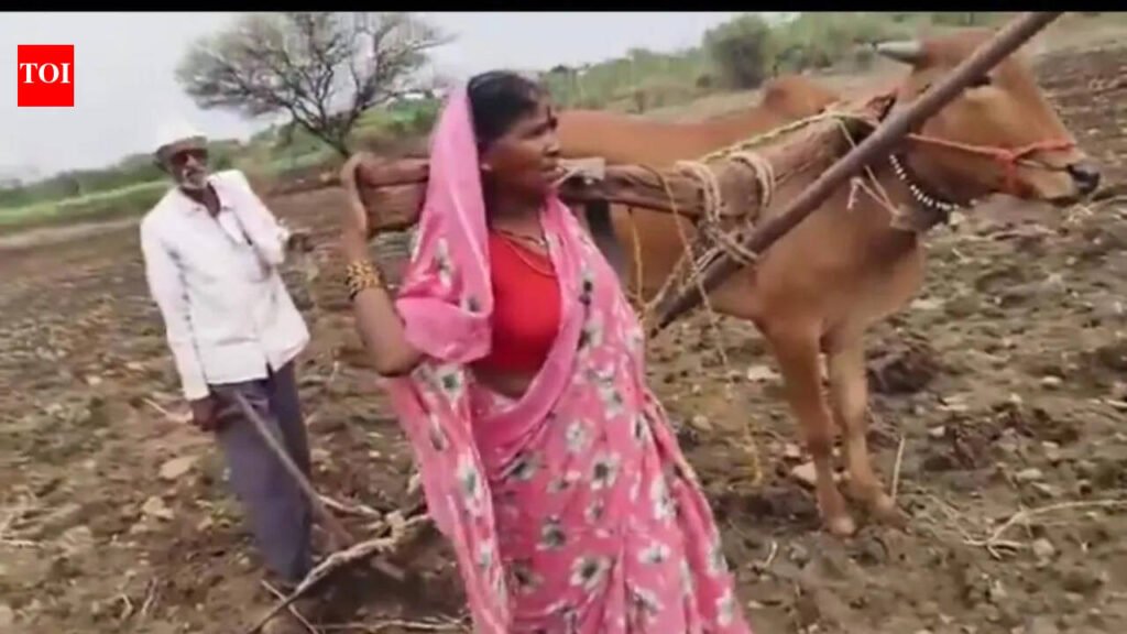 Woman takes dead bull’s place to plough field in Latur village; CM intervenes & ensures relief after opposition outcry | Chhatrapati Sambhajinagar News
