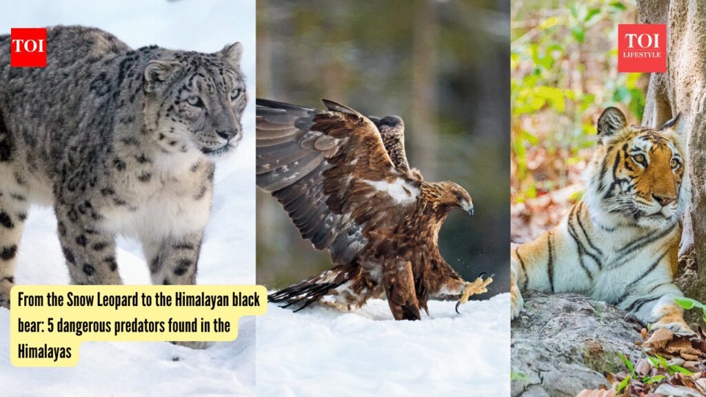 From the Snow Leopard to the Himalayan black bear: 5 dangerous predators found in the Himalayas |