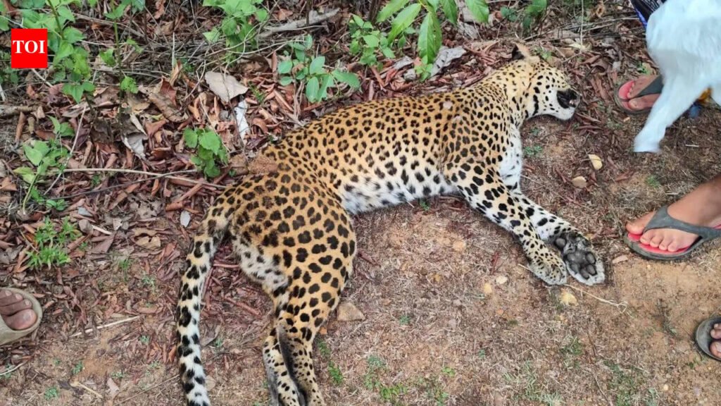 Leopard death on NH-169: Rider’s statement still not recorded after a month | Mysuru News