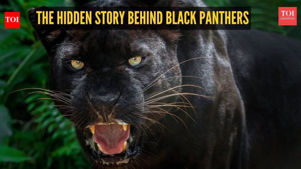 The hidden story behind black panthers: 5 facts that may surprise you