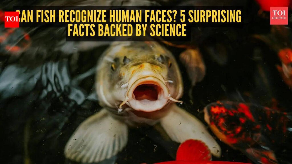 Can fish recognize human faces? 5 surprising facts backed by science |