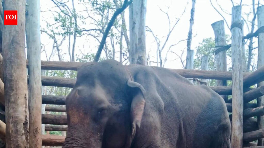 Fresh row at Sakrebailu camp over tusker Vikranth’s worsening wound | Mysuru News