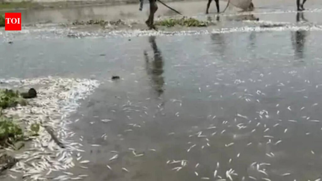 Panel formed to probe mass fish death in Ganga at Jajmau | Kanpur News