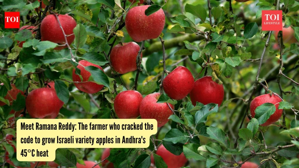 Ramana Reddy: Meet Ramana Reddy: The farmer who cracked the code to grow Israeli variety apples in Andhra’s 45°C heat