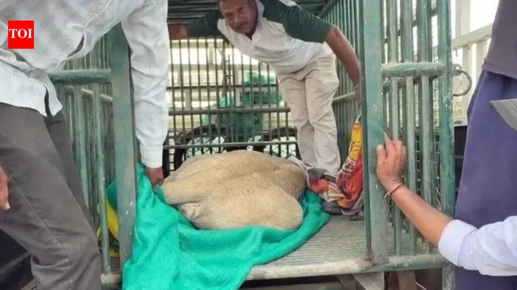 Dhaba worker found dead, lions seen feeding on body | Rajkot News