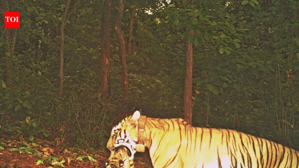 As Zeenat & cubs shift base, more camera traps follow its movement | Bhubaneswar News