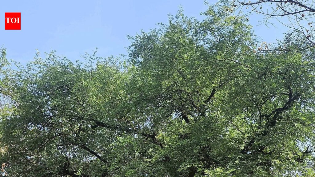Rs 500/tree: Reward for Haryana farmers to protect native species | Gurgaon News