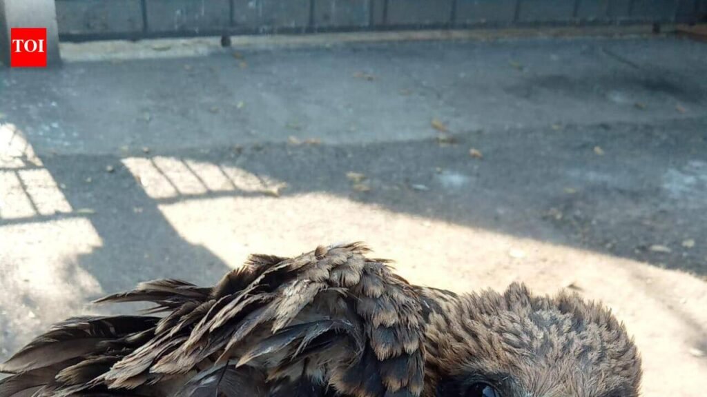 Record number of birds rescued as prolonged summer dries up water sources | Pune News