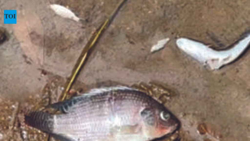 Dead fish near Cacora waste facility spark pollution fears | Goa News