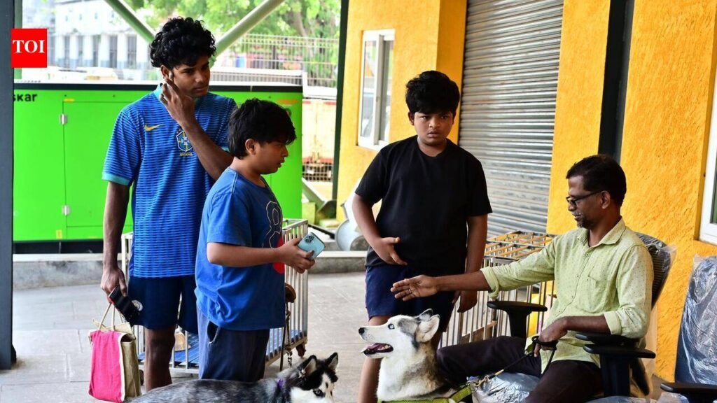 Over 13,000 pet dog licences yet to be renewed in Chennai | Chennai News