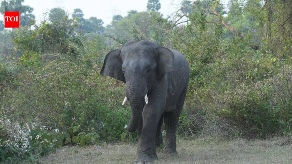 Elephant tramples cow to death in Jhargram | Kolkata News