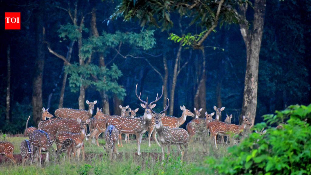18 Similipal STPF personnel to receive arms training | Bhubaneswar News